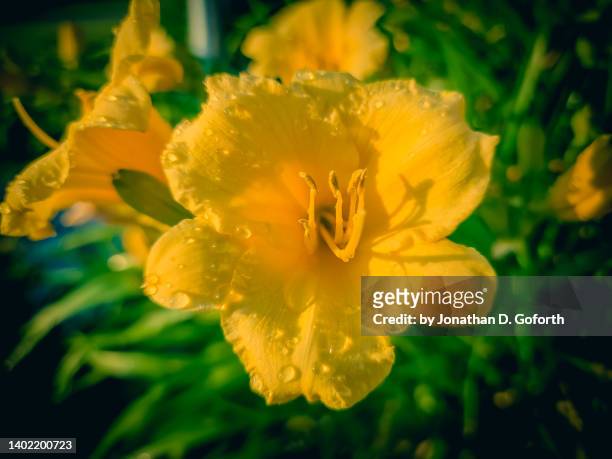 yellow day lily - taglilie stock-fotos und bilder