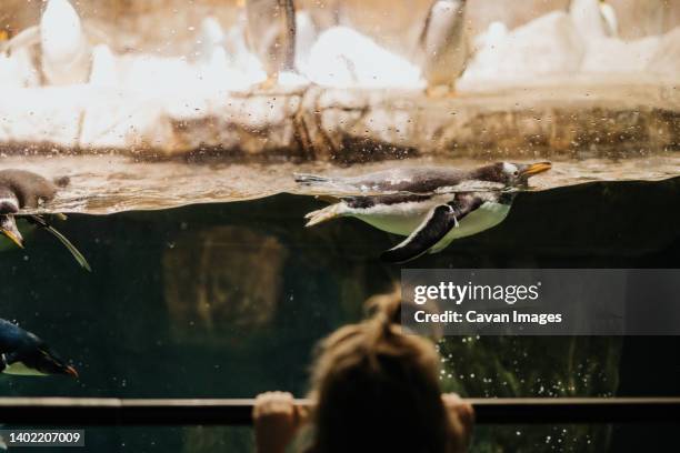 young girl watches penguin swim by at zoo aquarium - cercamiento fotografías e imágenes de stock