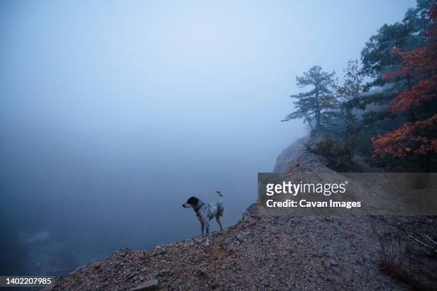 dog silhouette look at foggy vista - centralia pennsylvania stock-fotos und bilder