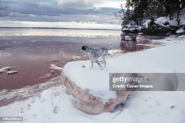spotted, three legged dog taking in the view in muddy, snow cover bay. - bay of fundy stock pictures, royalty-free photos & images
