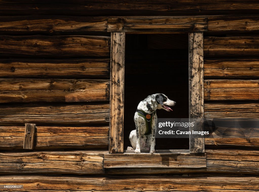 My pup sitting in the window of an old log cabin.