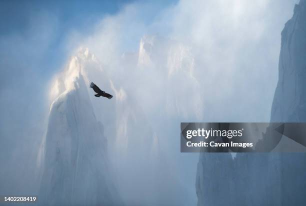 a condor circling against the backside of the fitzroy massif - andes stock-fotos und bilder