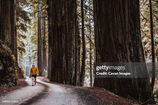 man hikes along dirt road between massive redwood trees, california - redwood stock-fotos und bilder