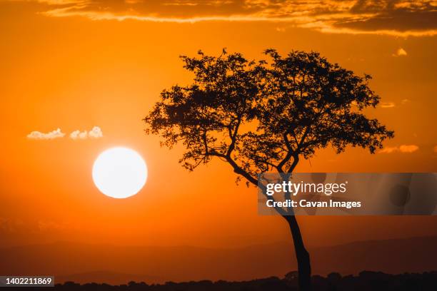 single tree with setting sun, kruger national park, south africa - acacia tree stock pictures, royalty-free photos & images