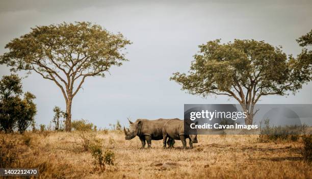 two white rhinos rest in the kruger national park south africa bush - kruger national park stockfoto's en -beelden