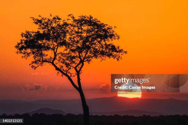 sunset over the bush with tree, kruger park, south africa - クルーガー国立公園 ストックフォトと画像