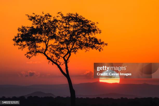 sunset over the bush with tree, kruger park, south africa - kruger national park stockfoto's en -beelden