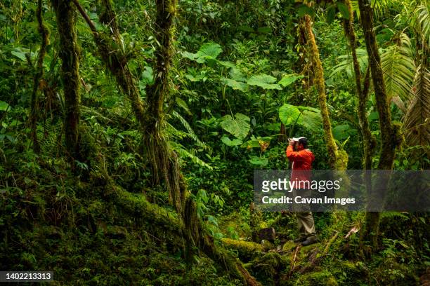 birdwatcher in the cloud forest looking for birds , panama - forest scientist stock-fotos und bilder