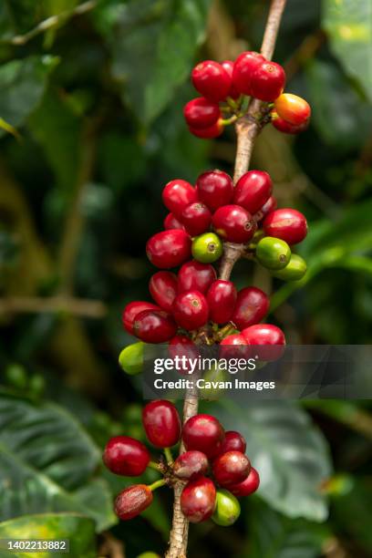 raw arabica coffee berries in coffee plantation, chiriqui, panama - café arábica planta imagens e fotografias de stock
