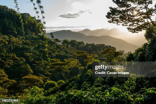 sunrise in a coffee farm in the mountains of panama, chiriqui - république du panama photos et images de collection