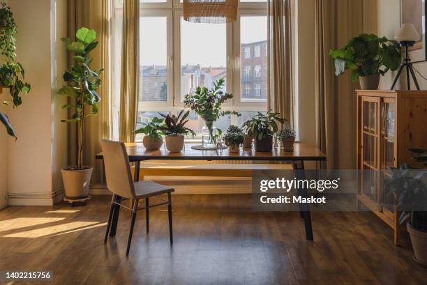 various potted plants on table in living room at home - anrichte stock-fotos und bilder
