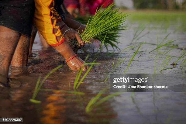 close-up shot of hands sowing plants. - espalhar imagens e fotografias de stock