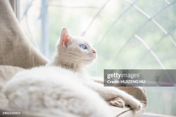 home pet white cat with blue eyes lying in the chair, close up - cat with blue eyes stock pictures, royalty-free photos & images