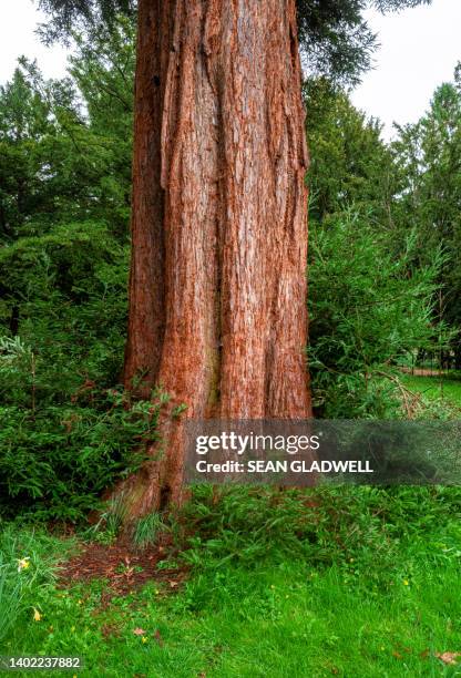 redwood tree - 木肌 ストックフォトと画像