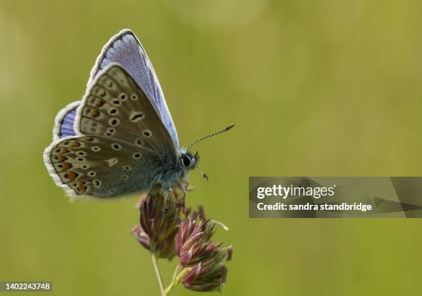 a stunning male common blue butterfly (polyommatus icarus) resting on a grass seeds. - icarus stock pictures, royalty-free photos & images