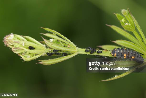 a ladybird larvae  feeding on aphids on a goosegrass plant growing in the wild. - larva stock-fotos und bilder