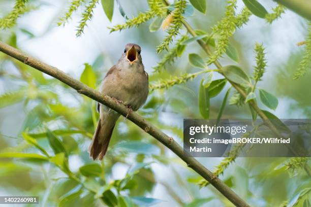 nightingale (luscinia megarhynchos), sitting on willow branch, singing, hesse, germany - nightingale singing photos et images de collection