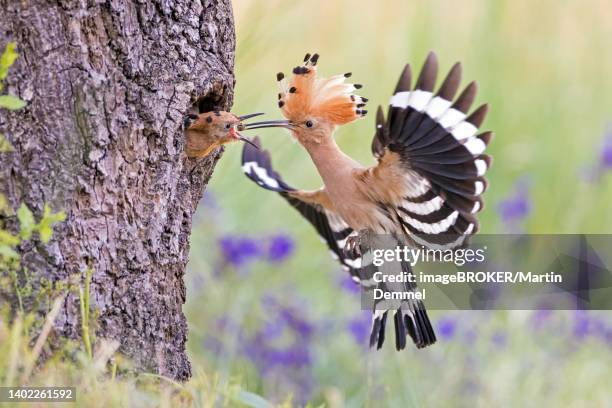 hoopoe (upupa epops) feeding its young, middle elbe biosphere reserve, saxony-anhalt, germany - hoopoe stock pictures, royalty-free photos & images