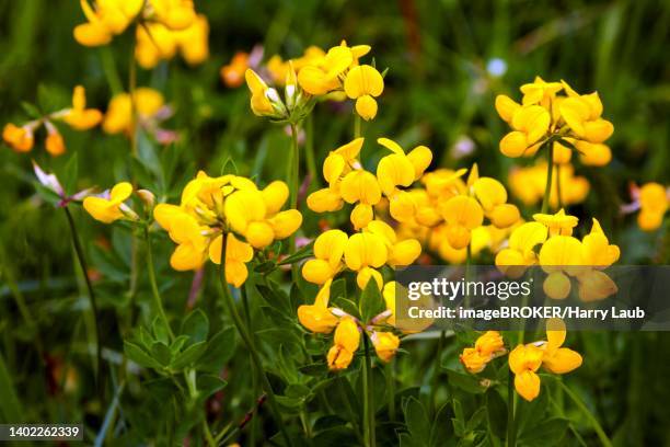 common bird's-foot trefoil (lotus corniculatus), oberstdorf, oberallgaeu, allgaeu, bavaria, germany - oberallgäu stock pictures, royalty-free photos & images