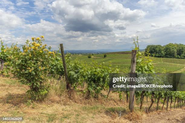 vineyards in kaiserstuhl in spring. sasbach am kaiserstuhl, bade-wurtemberg, emmendingen, fribourg-en-brisgau, germany - bade wurtemberg 個照片及圖片檔