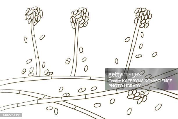 acremonium mould fungus, illustration - grains stock illustrations