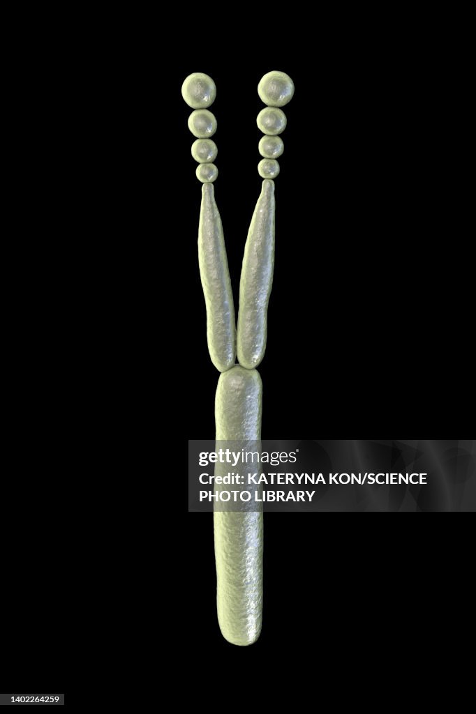 Phialide of Aspergillus niger fungus, illustration