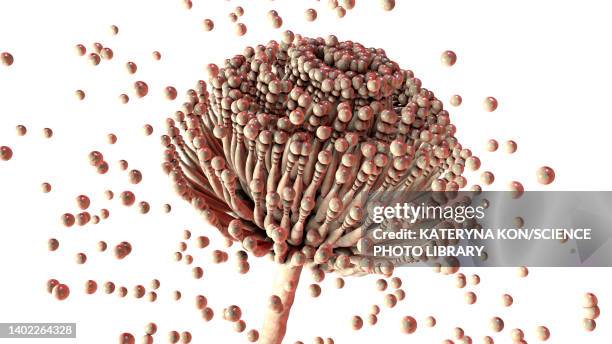 aspergillus fungus, illustration - aspergillosis stock illustrations