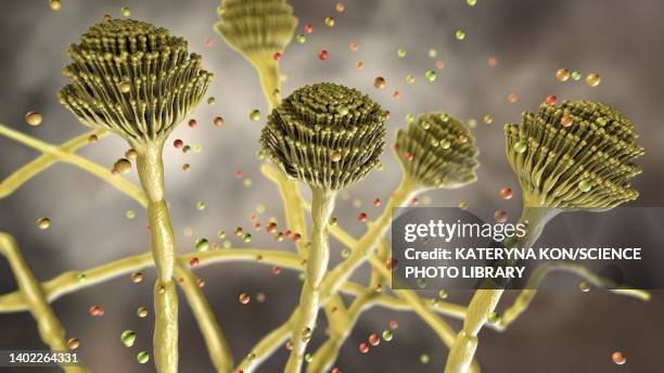 illustrations, cliparts, dessins animés et icônes de aspergillus fungus, illustration - aspergillus fumigatus