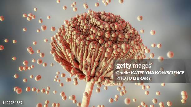 aspergillus fungus, illustration - fungus stock illustrations
