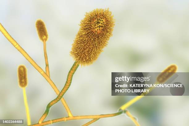 ilustraciones, imágenes clip art, dibujos animados e iconos de stock de aspergillus clavatus mould fungus, illustration - aspergilosis