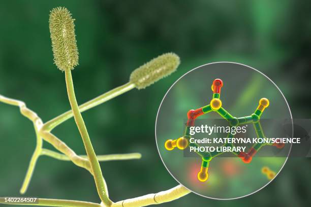 ilustraciones, imágenes clip art, dibujos animados e iconos de stock de aspergillus clavatus mould fungi and molecule of patulin toxin, illustration - aspergilosis