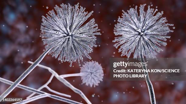 ilustraciones, imágenes clip art, dibujos animados e iconos de stock de aspergillus niger fungus, illustration - aspergilosis