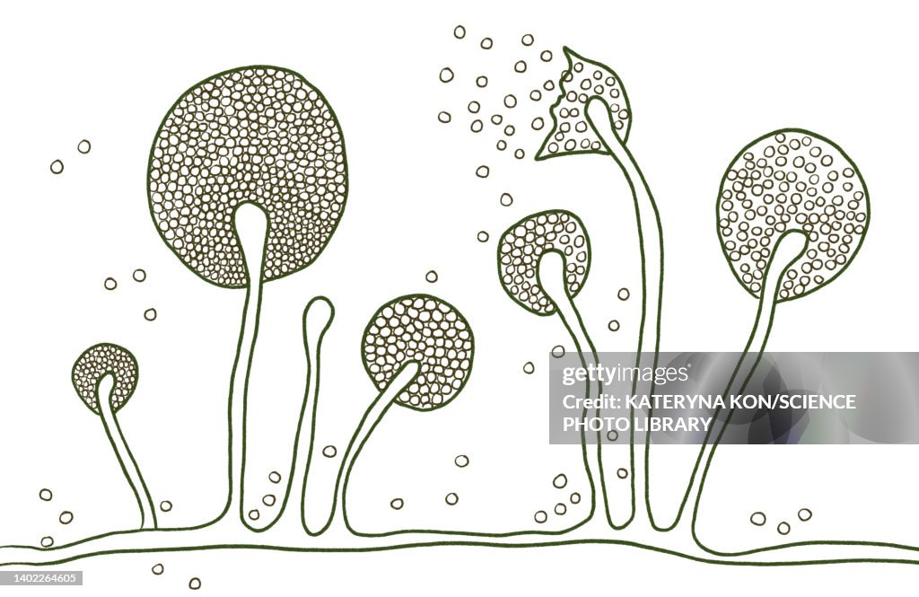 Mucor mould, illustration