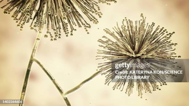 ilustraciones, imágenes clip art, dibujos animados e iconos de stock de aspergillus niger fungus, illustration - aspergilosis