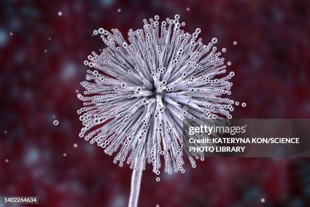 illustrations, cliparts, dessins animés et icônes de aspergillus niger fungus, illustration - aspergillose