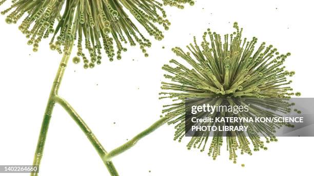 illustrations, cliparts, dessins animés et icônes de aspergillus niger fungus, illustration - aspergillose