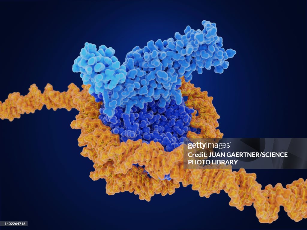 Histone methylation, molecular model