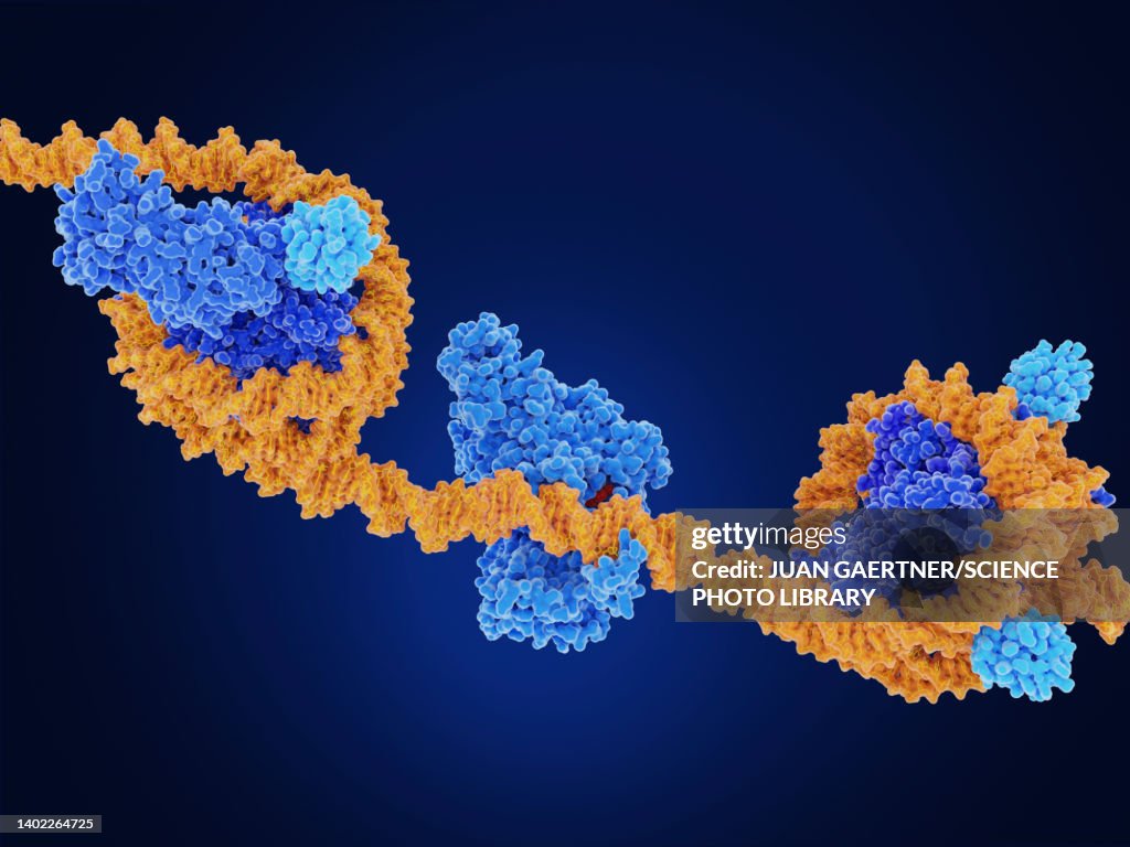 Epigenetic modifications, molecular model