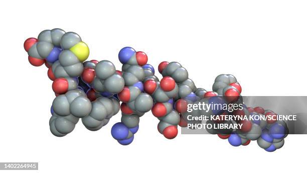glucagon hormone molecule, illustration - insulin molecule stock illustrations