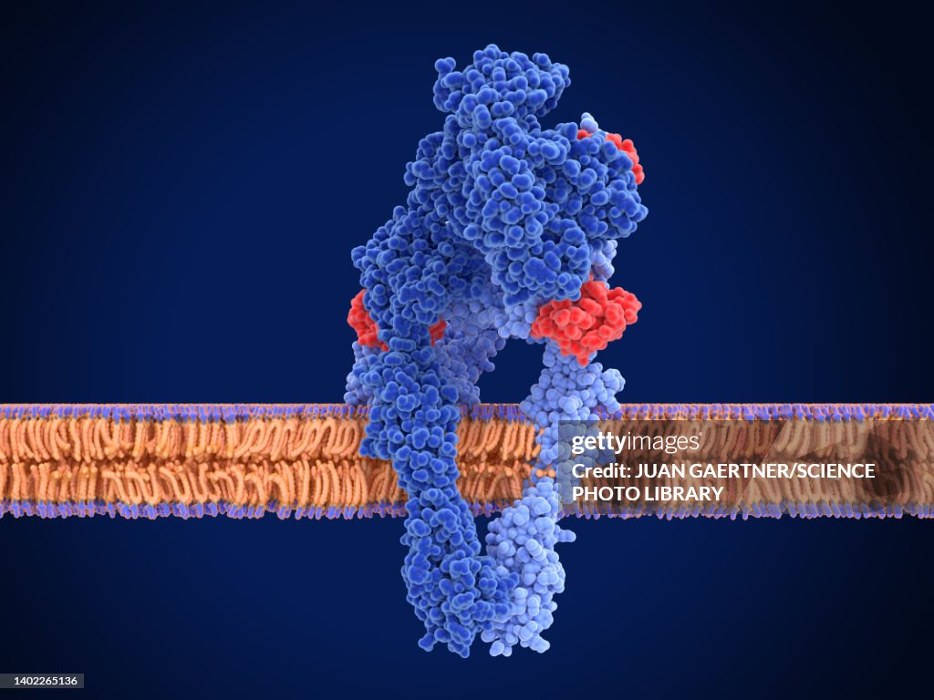 Active insulin receptor, illustration