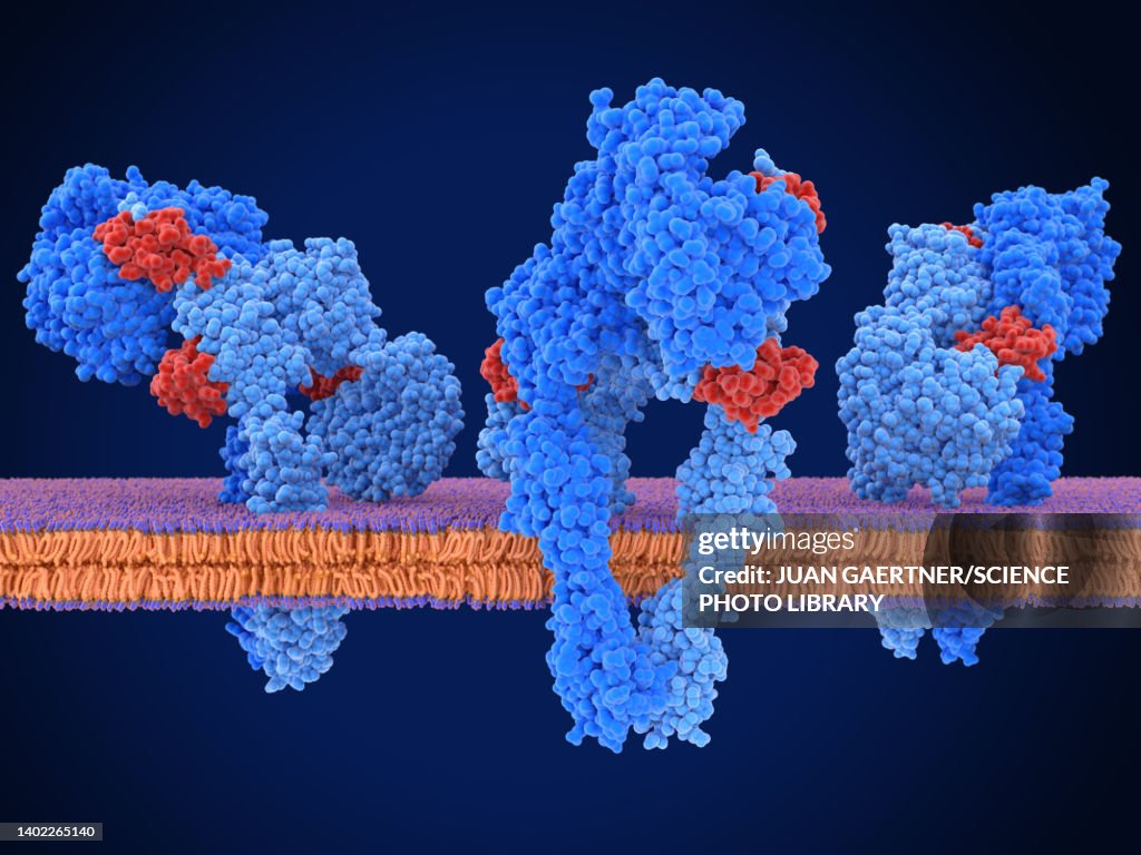 Active insulin receptors, illustration