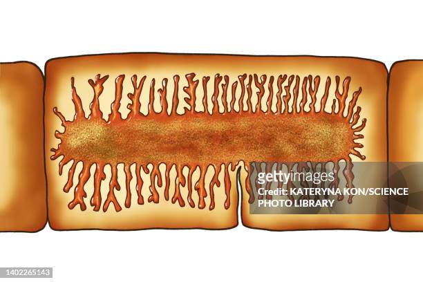 proglottid of a beef tapeworm, illustration - animal uterus stock-grafiken, -clipart, -cartoons und -symbole