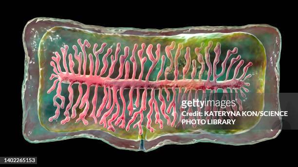 proglottid of a beef tapeworm, illustration - taenia saginata stock illustrations