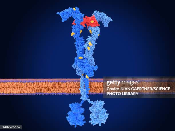 ilustraciones, imágenes clip art, dibujos animados e iconos de stock de vascular endothelial growth factor receptor, illustration - membrana celular