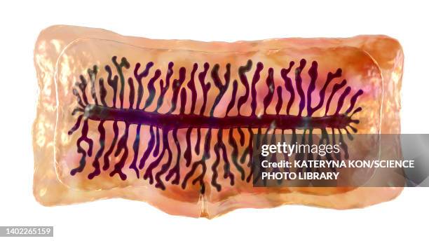 stockillustraties, clipart, cartoons en iconen met proglottid of a beef tapeworm, illustration - proglottid