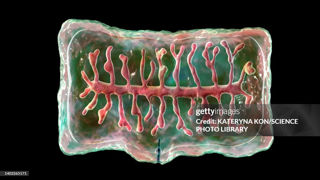 Proglottid of a beef tapeworm, illustration