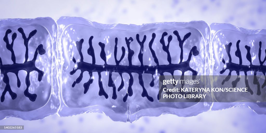 Proglottid of a beef tapeworm, illustration