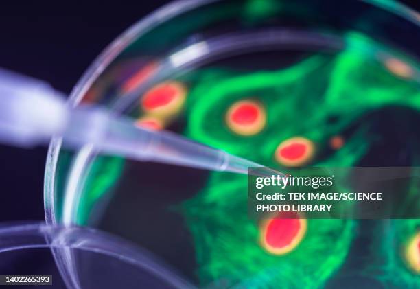 cell research, composite image - stem cell therapy stock pictures, royalty-free photos & images