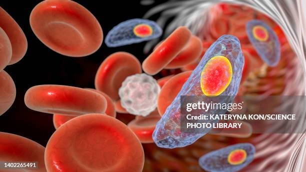 toxoplasma gondii in blood, illustration - parasitic stock illustrations