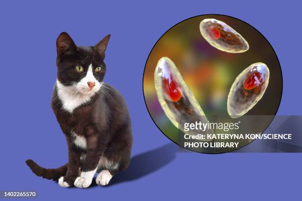 toxoplasma gondii parasites and cat, composite image - domestic cat stock illustrations